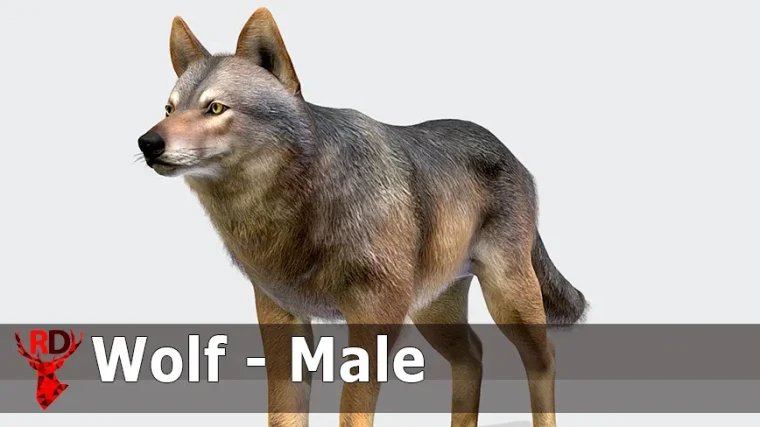 Wolf - Male