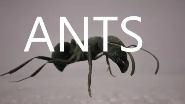 Ants Ants