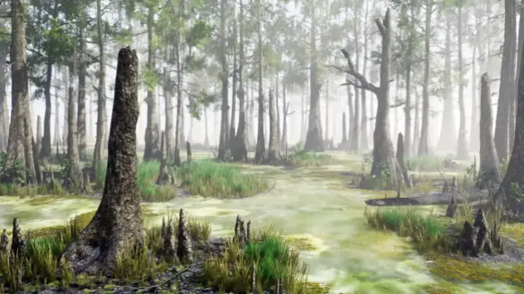 Bald Cypress Swamp