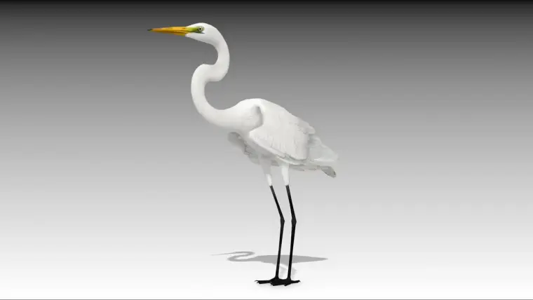 Egret Egret