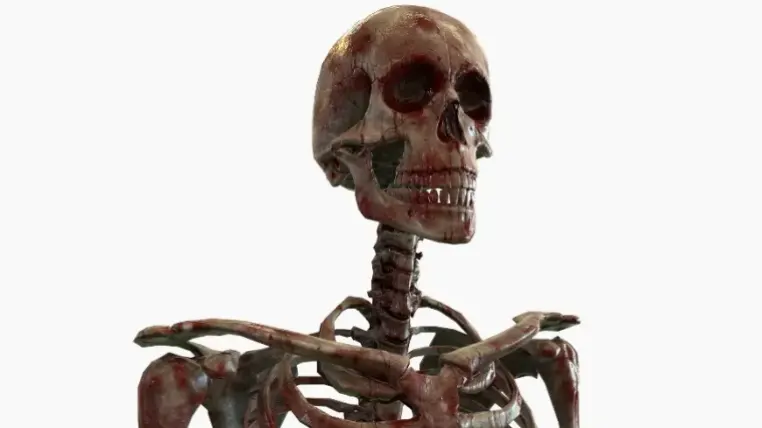 Modular Human Skeleton