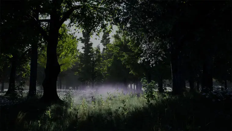 Shady Forest Shady Forest