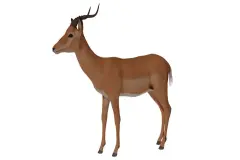 Antelope Impala