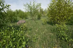 Hazel Bushes