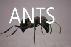 Ants