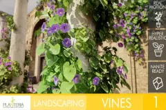 Landscaping Vines 1