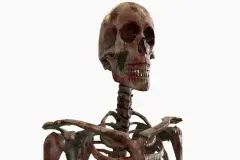 Modular Human Skeleton