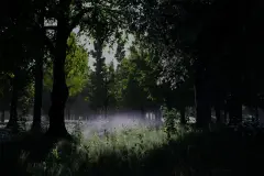 Shady Forest