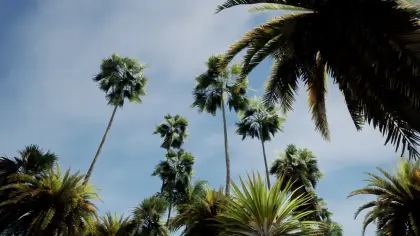 Big palms pack