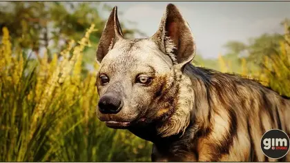 Animalia - Striped Hyena (male)