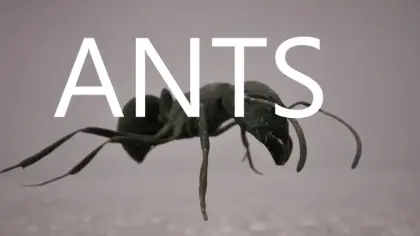 Ants
